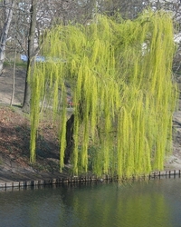 weeping-willow-at-a-lake-1376378.jpg