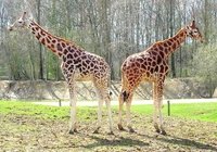 giraffes-s-couple-1381583.jpg